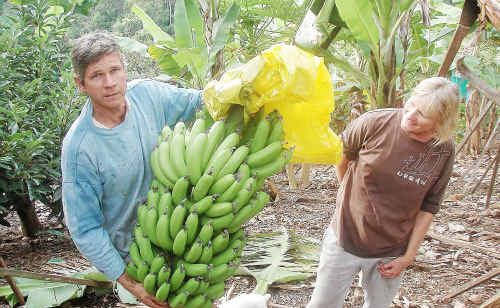 Local producers Tony and Di Coe are certified organic banana growers. Local producers Tony and Di Coe are certified organic banana growers.